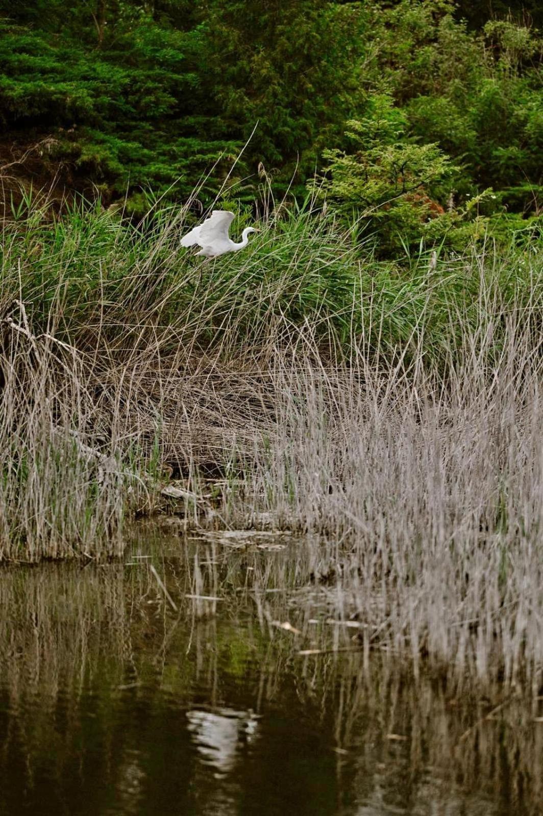Zielona Parcela Pisz Buitenkant foto
